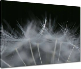 Vászonkép 80x60 Pitypang Virág Virágok