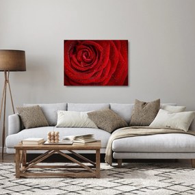 Kép - részlet a rózsáról (üvegen) (70x50 cm)