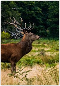 Poszterek 70x100 Óriás szarvas Tájkép
