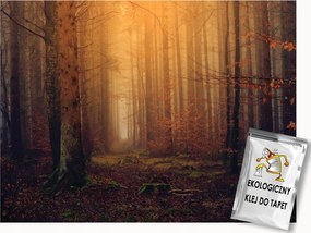 Fotótapéta Flizelina Tájkép Természet Erdő Fák Ősz Fény 250x175 ragasztó