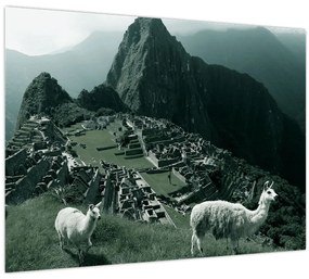 Üveg kép - Lámák a perui Machu Picchunál (70x50 cm)