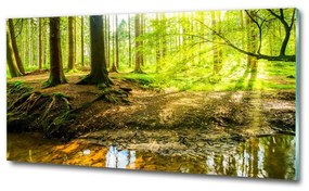 Üvegfotó Napsugarak erdő osh-101332192