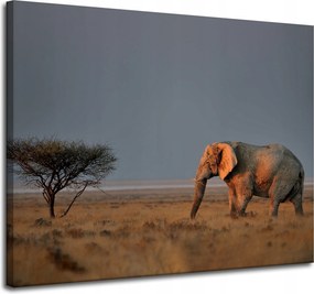 Vászonkép Elefánt szavanna Afrika Ég Fű 100x80 cm