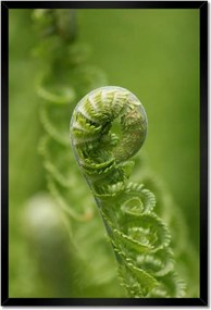 Poszter keretben 40x60 Páfrányok Erdő Zöld levél