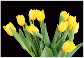 Poszterek 200x135 Sárga tulipánok