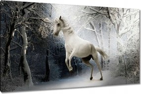 Vászonkép 120x70 Fehér paripa