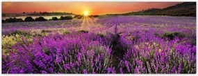 Fotótapéta flizelina 250x93 Levendula mező Nyugat