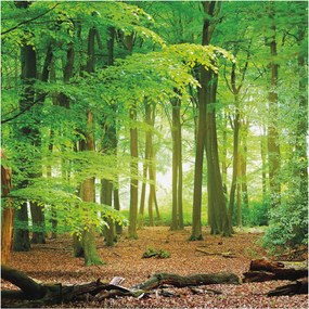 Dekoratív Fotótapéta Hálószobába Zöld erdő 250x250 Ragasztó