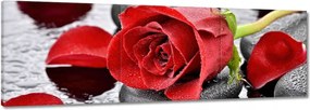 Vászonkép 60x20 Vörös rózsák Kövek
