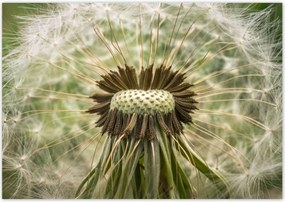 Poszterek 100x70 Pitypang makró fotó