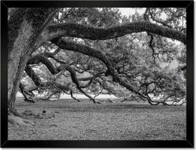 Poszterek keretben 40x30 Erőteljes tölgyek