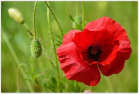 Poszterek 120x80 piros mezei pipacs