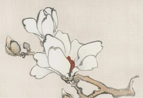 Dekoratív Fotótapéta Fali Falra Finom magnólia 152x104 Ragasztó