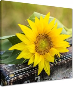 Vászonkép 50x50 Napraforgó a bőröndben