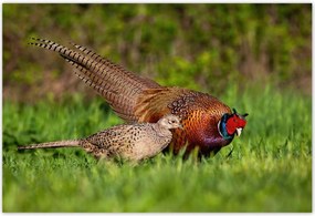 Poszterek 185x125 Fácán család Madarak