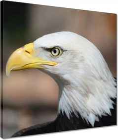 Vászonkép 40x40 Sasfej