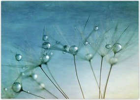 Poszterek 70x50 Pitypang Virág Virágok