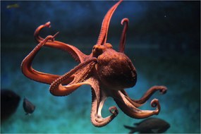 Kép - Octopus (90x60 cm)