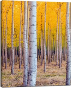 Nyírfa Ősz Sárga levelek vászonkép 40x50 cm