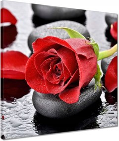 Vászonkép 40x40 Vörös rózsák Kövek