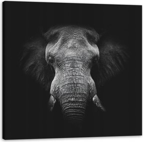 Vászonkép Szürke elefánt arca ormány agyar 50X50 cm