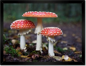 Poszterek keretben 40x30 Makrofotó MacroFoto