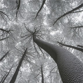 Flizelin tapéta Divatos 3D fali ragasztó Téli tájkép 250x250 ragasztó