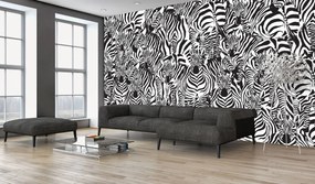 Fotótapéta - Zebra (152,5x104 cm)
