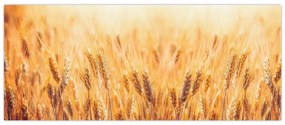 Kép - mező gabonával (120x50 cm)