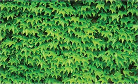 Fotótapéta flizelina Zöld borostyán falra Natura Zöld 300x210 +ragasztó