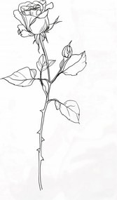 Poszter 68x101cm Rózsa kontúr