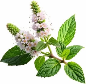 EMI Lemon Balm aromapárna 50x70 cm