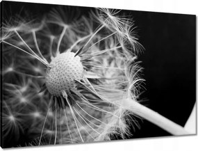 Vászonkép 90x60 Pitypang Virág Virágok