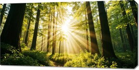 Vászonkép 100x50cm Hálószoba Nappaliba Panoráma Erdő