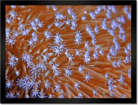 Poszterek keretben 40x30 Víz alatti korallzátony