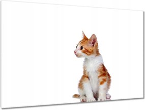 Képek 120x80 Cica Cicák Macskák