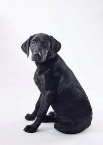 Poszter 67,5x95cm Fekete labrador fehér alapon 2, Assaf Frank