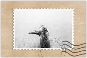 Poszterek 60x40 Tengerpart Gyökér Homok