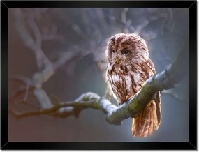 Poszterek keretben 40x30 Bagoly az ágon Ragadozó