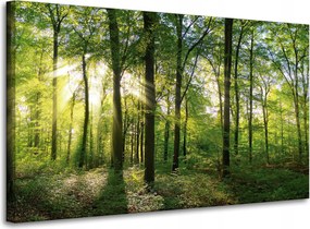 Vászonkép Nap Erdő Fák Fénysugarak 100x60 cm
