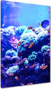 Vászonkép 80x120 A halak vízi élete Nemo