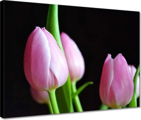 Vászonkép 40x30 Lila tulipánok