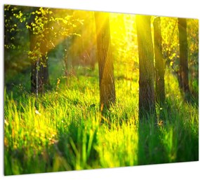 Kép - Az erdő tavaszi ébredése (70x50 cm)