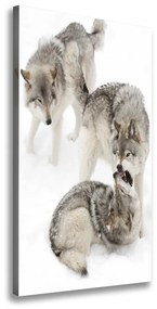 Vászonkép Szürke farkasok ocv-124362326