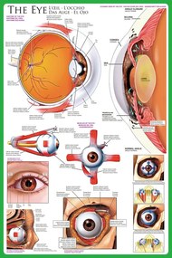 Plakát The eye