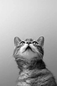 Művészeti fotózás a cat on grey background, Zoonar RF, (26.7 x 40 cm)