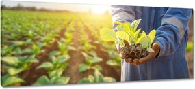 Képek 100x40 Növény palánták a mezőn