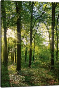 Vászonkép Nap Erdő Fák Fénysugarak 40x60 cm