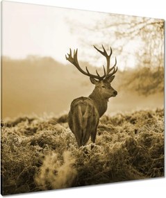 Vászonkép 90x90 Szépia szarvas