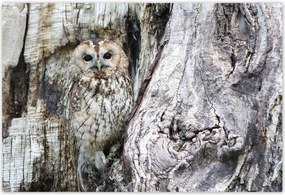 Poszterek 200x135 Bagoly a természetben Fa